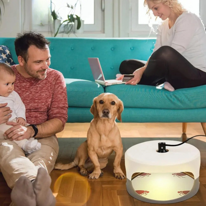 Indoor Bed Bug Trap and Catcher with Sticky Pads