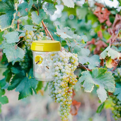 Insect Fruit Fly Traps