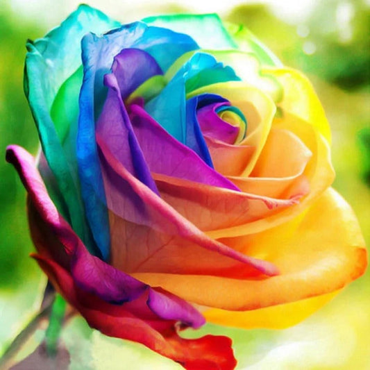 Rainbow Rose Seeds