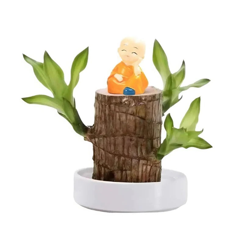 Lucky Brazilian Wood Plant