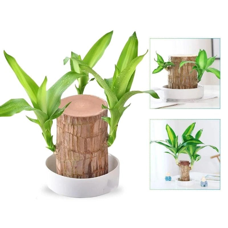 Lucky Brazilian Wood Plant