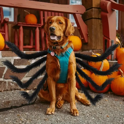 Pet Funny Spider Costume