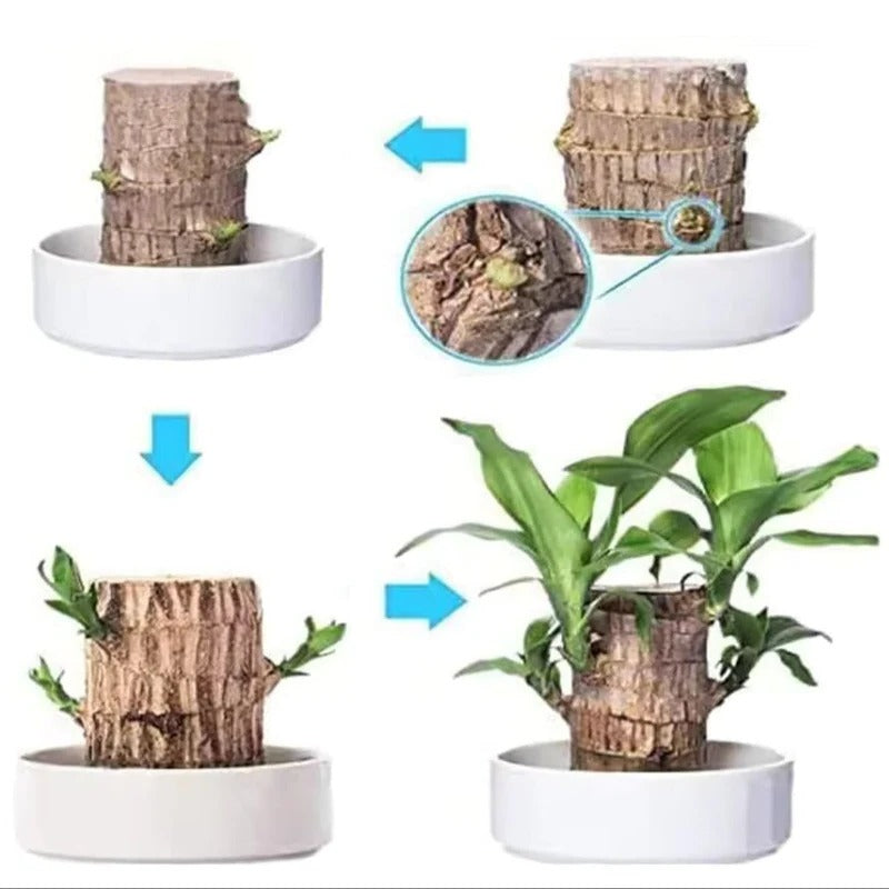 Lucky Brazilian Wood Plant