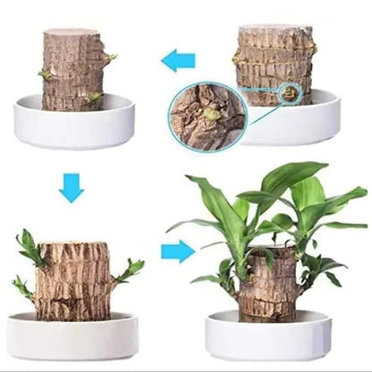 Lucky Brazilian Wood Plant