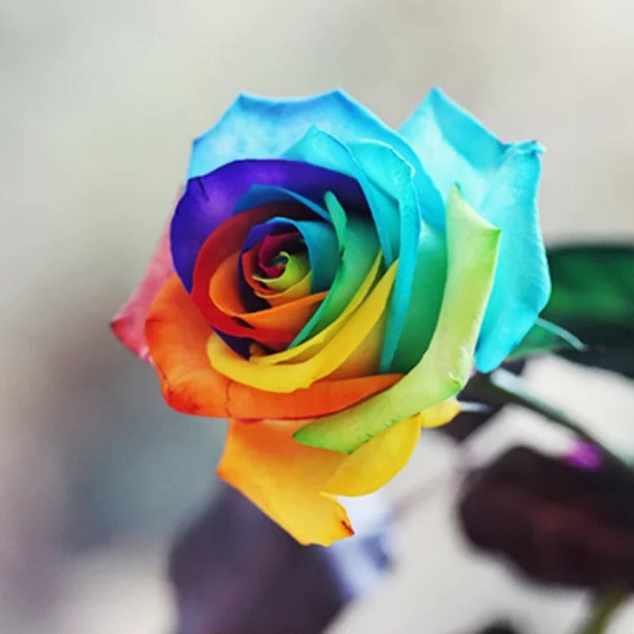 Rainbow Rose Seeds