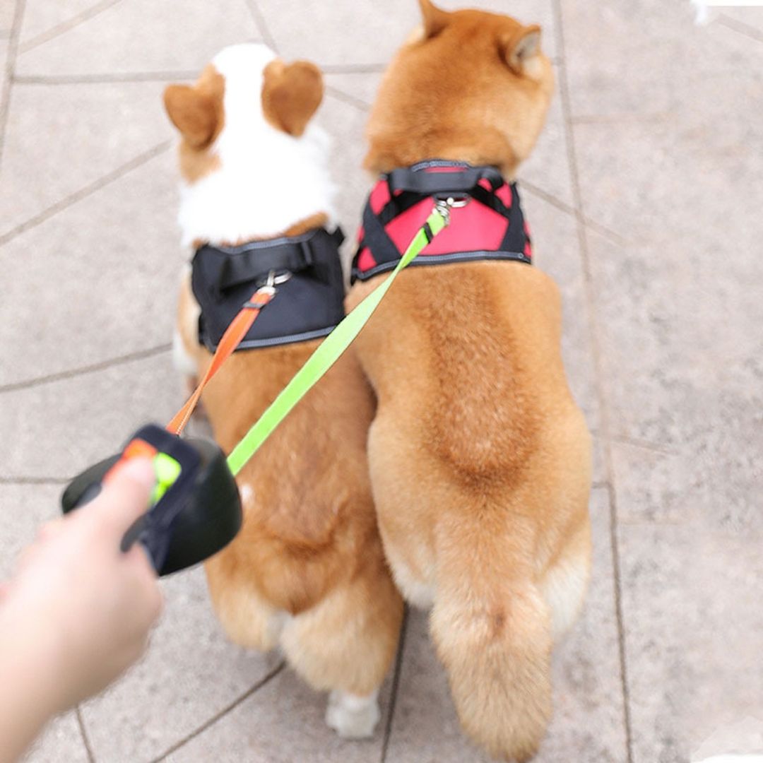 Practical Anti-Tangle Double Dog Leash